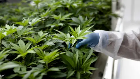 Getty Images Cannabis plant cultivation