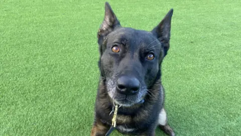 BBC Retired police dog Ronnie