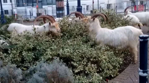 Jean Simkin The goats eating flower beds