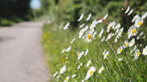 grass verge on the side of the road with daisies