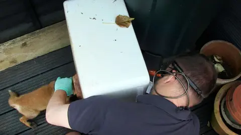 South Essex Wildlife Hospital Vet trying to free a fox from a sink 