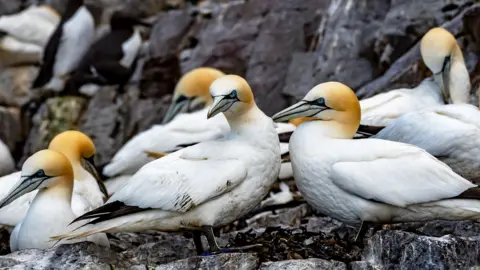 Colony Of Nesting Seabirds Northern Gannets (Morus Bassanus) On Bass Rock Island In The Atlantic Ocean Of Firth of Forth At North Berwick Near Edinburgh In Scotland