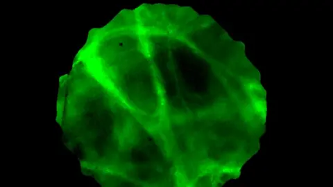 University of Bath The region of the lung damaged by the virus