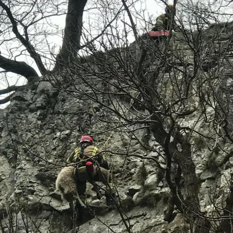 RSPCA Sheep rescue