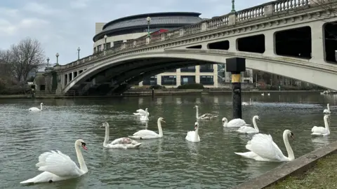 EmmaH A concrete bridge spans the river. About 12 swans are in the water underneath.