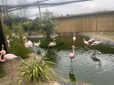 flamingos