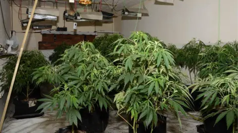 PSNI Carrickfergus cannabis factory