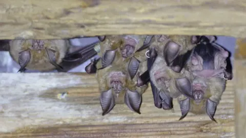 Martyn Phillis Greater Horseshoe bats hanging upside down from a roof