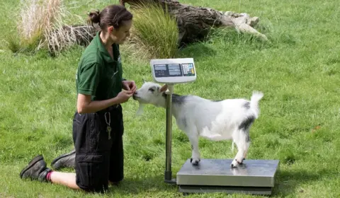 ZSL London Zoo Weighing a pygmy goat