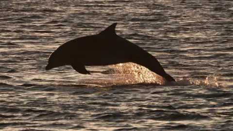 PA Media A dolphin off the coast of Berwick