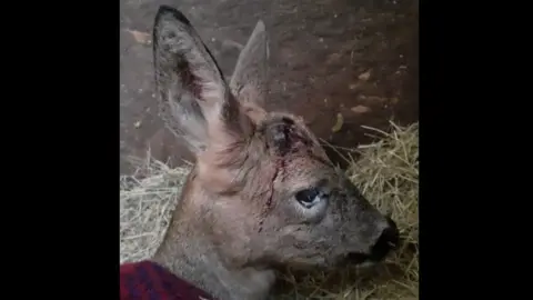 RSPCA Deer with antlers ripped out after being spoked by fireworks