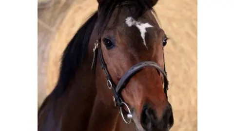 Czech police Police have circulated pictures of the thoroughbred with distinguishing features