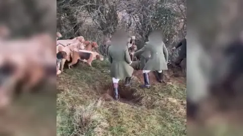 RSPCA A group of hunters dressed in green dragging a fox out of its den whilst a pack of hounds wait beside them