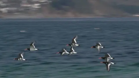 Birds flying off Looe Island