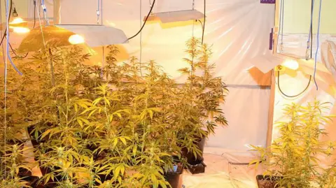 Cannabis plants growing under bright lights in a room lined with plastic sheeting on the wall and floor.