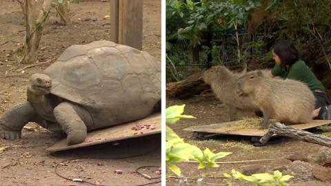 A Giant Galapagos tortoise in a split screen with two capybaras on the right