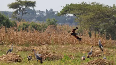 A flock of cranes seen on a farm in Mbarara, western Uganda, with dried maize crops in the background.