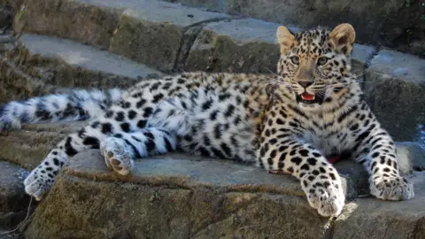 Lena the Amur leopard sat on a rock with her mouth open and eyes staring forwards at something in the distance