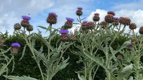 thistle