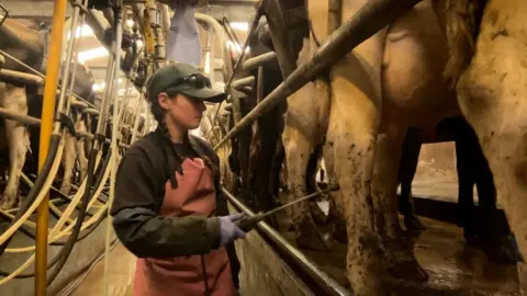 Georgie Paul stands by cows in the milking parlour, holding a short pole which squirts sanitizer onto the udders. Cows are lined up all alongside her on both sides.