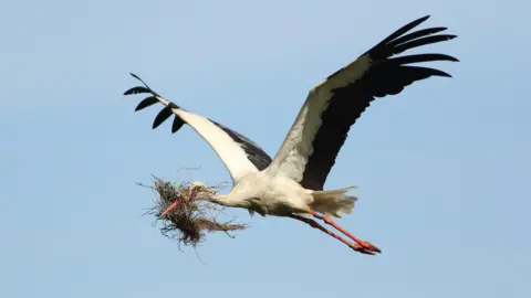 A white stork is flying with a large bunch of vegetation in its bill