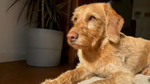 Jennifer Craig A golden dog looking to the left of the frame, bathed in light. She is sitting in a darkened room.