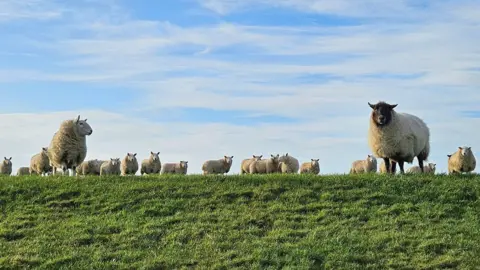 Nina MacKay A flock of about 20 sheep stand on a grassy verge with a blue cloudy sky above them