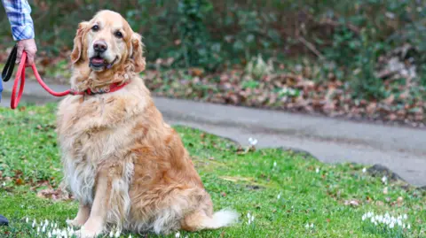 Gillibrand Hall Care Home A golden retriever is sitting on a grassed area carpeted in snowdrop flowers. A woman's hand can just be seen holding his lead.