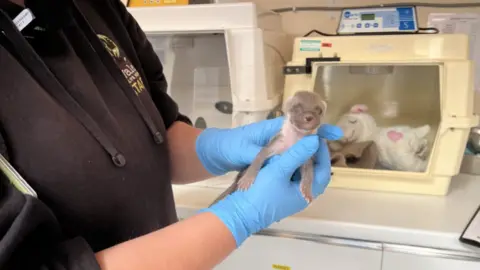 Vale Wildlife and Rehabilitation Centre A close-up of a tiny baby pine marten being held by a member of staff wearing blue plastic gloves and black fleece. There is a container behind with a white cuddly toy inside. There is an electronic monitor above the cage. 