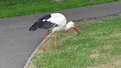 Maggie McSorley A white stork standing on grass, the bird has white feathers with a black tail and long brown legs and a long red/orange bill, it has some kind of black ring (possibly a hair bobble) in its bill.