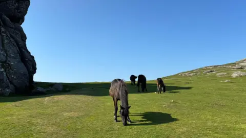 Weather Watchers/Clare A Dartmoor Pony on Dartmoor. It is black and grazing on grass with a completely clear sky.