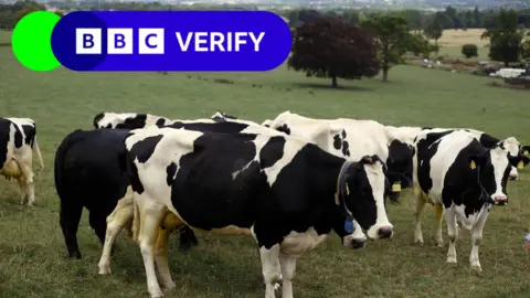 Cows stand in a field