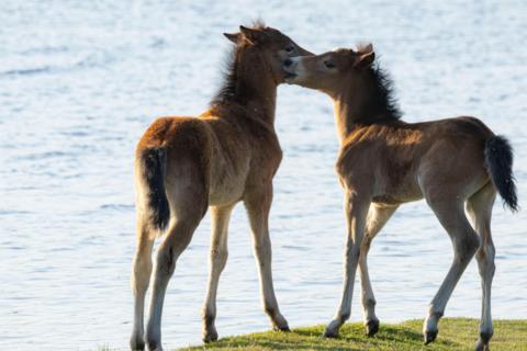 Two ponies nuzzle each other next to water in the New Forest