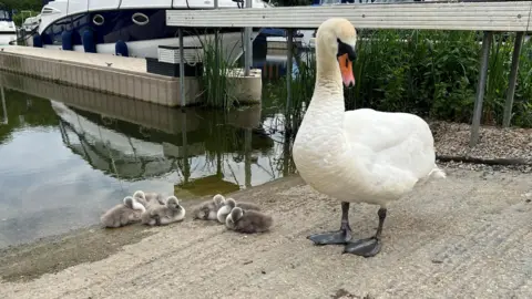 Rob Adamson Swan and cygnets