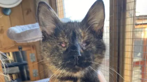 Bumpy is a tabby cat, colouring brown and black. The image shows that she is blind with no eyes.