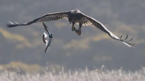 A white-tailed eagle spreads its large wings as it flies across saltmarsh while being chased by a smaller black and white bird