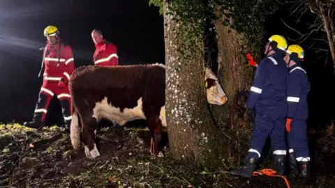 A brown and white cow with its head stuck in a tree as people in overalls and hard hats asses the situation.