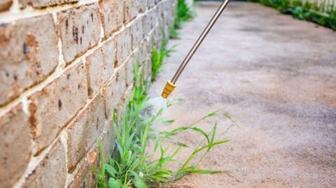 A long metal rod sprays weed killer on a green weed growing between a house and pavement
