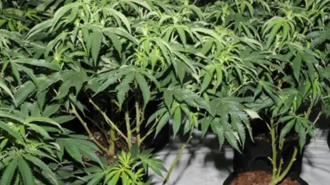 Essex Police Cannabis plants