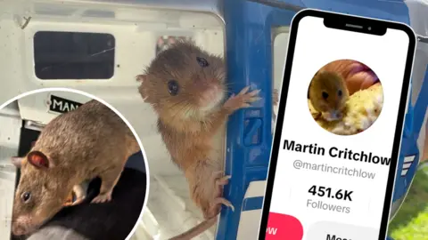 Two mousy-brown rodents pictured next to a phone which shows the large following they have on TikTok (451.6k).