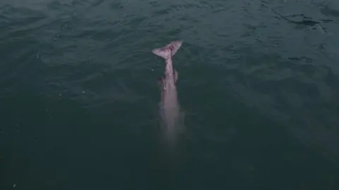 Mermaid Pleasure Trips Shark tail coming out of the water