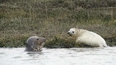Buckler's Hard Yacht Harbour Seal pup