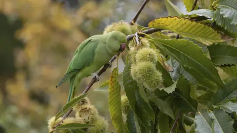 Getty Images A green parakeet sits on a branch filled with leaves and young chestnuts. 