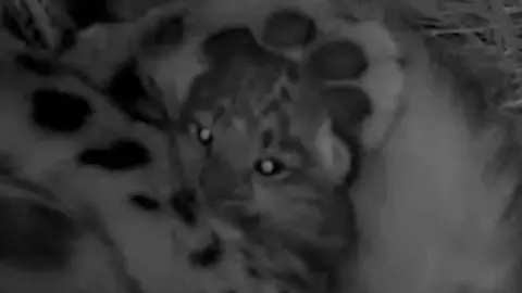 Royal Zoological Society of Scotland Black and white photo of snow leopard cub being embraced and held by their mother's paw