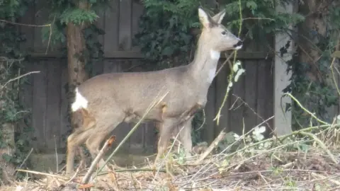 Picture supplied The deer