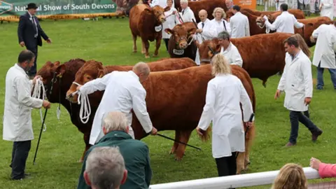 Getty Images A line up of cows at the Royal Welsh Show