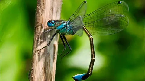 Iain Turner A Blue Tailed Damselfly. The fly has a bright blue body and a blue end to its tail. It has a metallic bronze long body and delicate transparent wings. It rests against a vertical twig. 