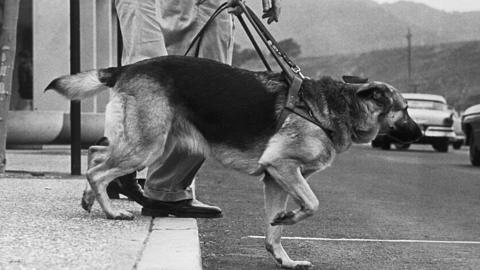 Guide dogs: Charity calls for more German Shepherds to be trained - BBC