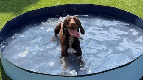 Cumbria Police A brown Cumbria Police dog in a large blue paddling pool. It is sticking its tongue out, smiling like mad and splashing with its tail.
