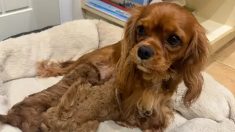 Alisha Clack Mabel, a brown King Charles Cavalier Spaniel, lies in a cream dog bed with her two puppies cuddles up beside her